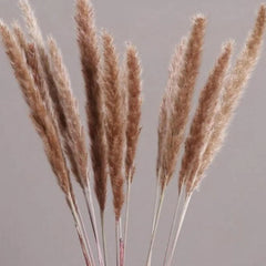 Natural Dried Pampas Grass Phragmites